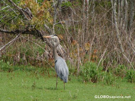 Postcard Great Blue Heron