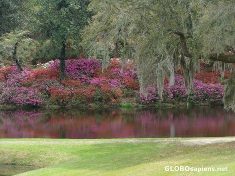 Postcard Azalea Hill