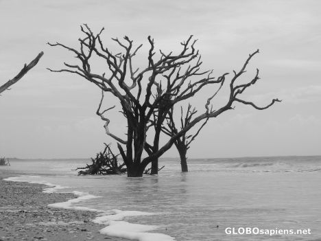Postcard Lone trees B/W