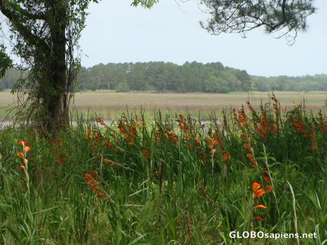 Postcard Wild gladiolas