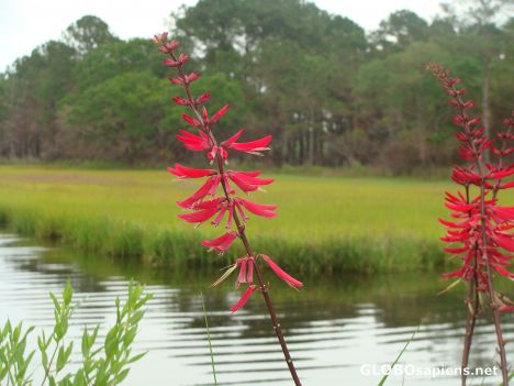 Postcard Red flowers