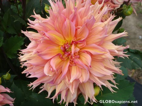 Postcard Pink Dahlia