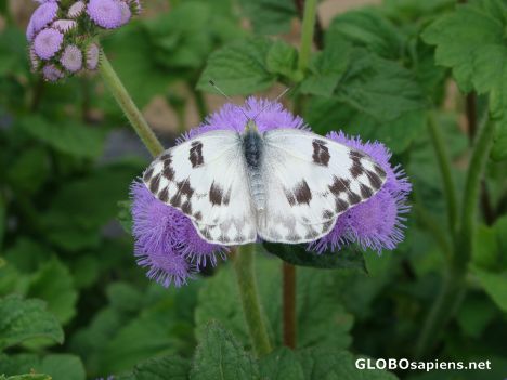 Postcard White butterfly
