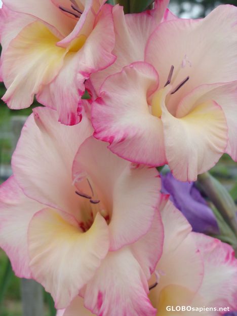 Postcard Pink Gladiolas
