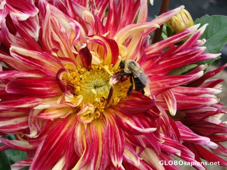 Postcard A Happy Bee