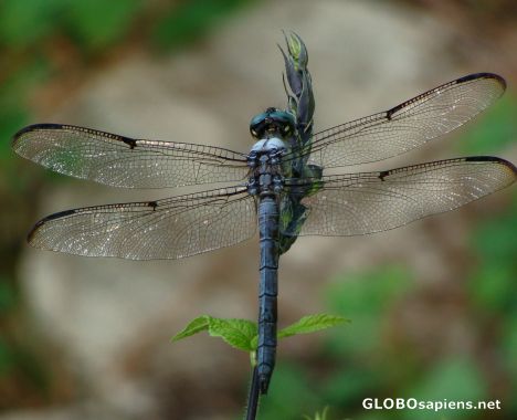 Postcard Dragonfly