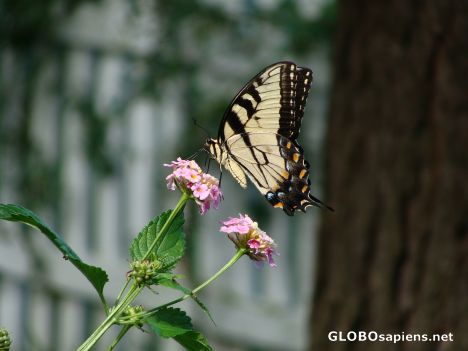 Postcard Butterfly