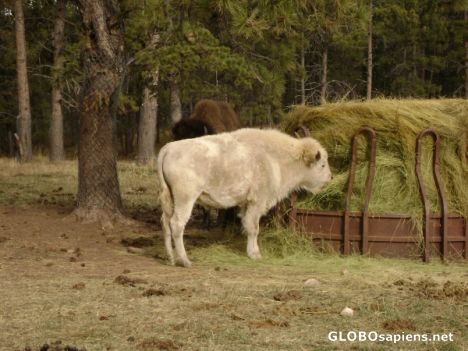 Postcard White Buffalo