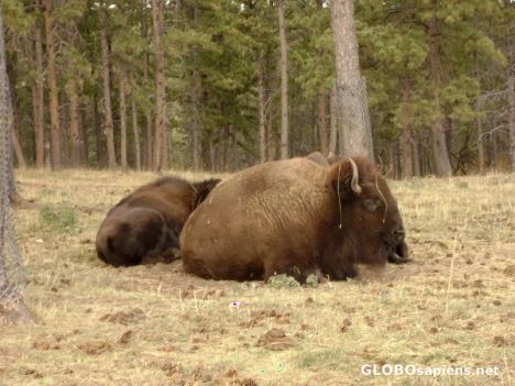 Postcard Regular Buffalo