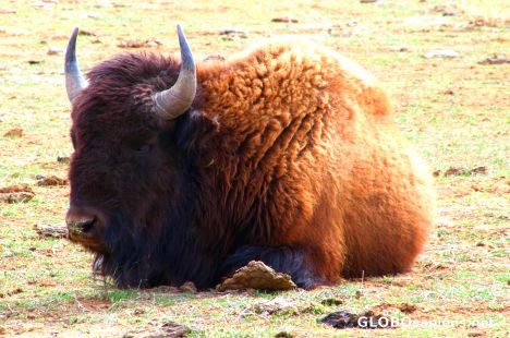 Postcard American Bison Resting