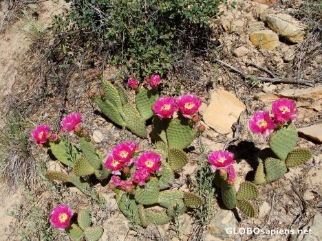 Postcard Flowering cactus