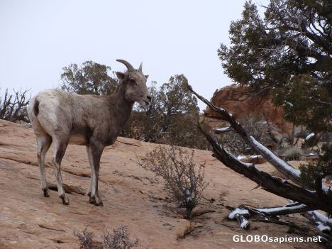 Postcard Desert Bighorn Sheep