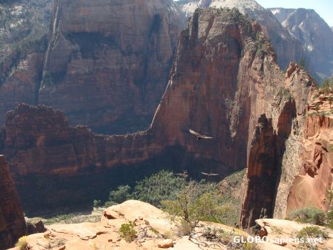 Postcard Condors