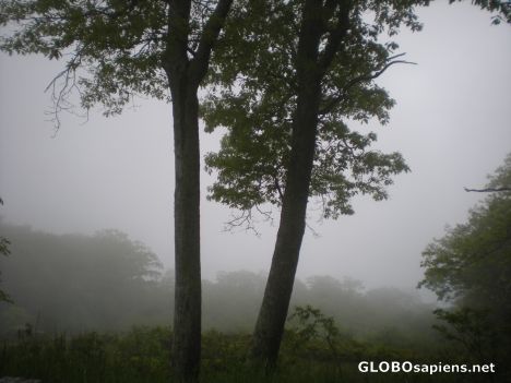 Postcard Foggy Trees