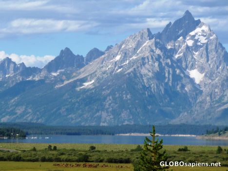 Postcard Herd of Elk below Grand Tetons