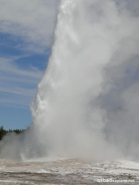 Postcard Old Faithful