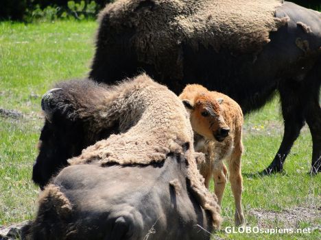 Postcard Bison calf