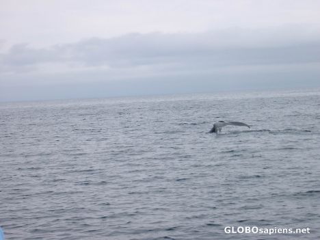 Postcard Humpback Whale / Prince William Sound