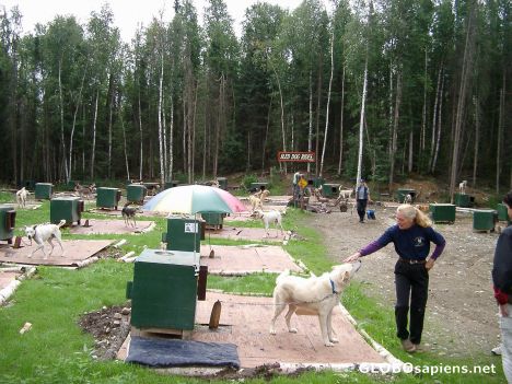Postcard Lynda Plettner's Sleddogs