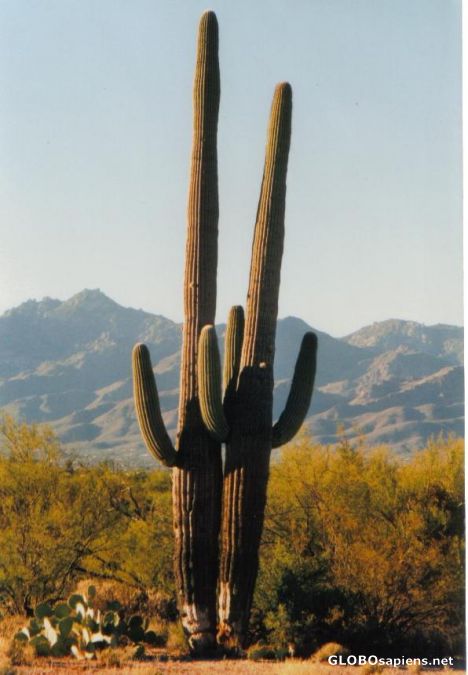 Postcard Saguaro National Park