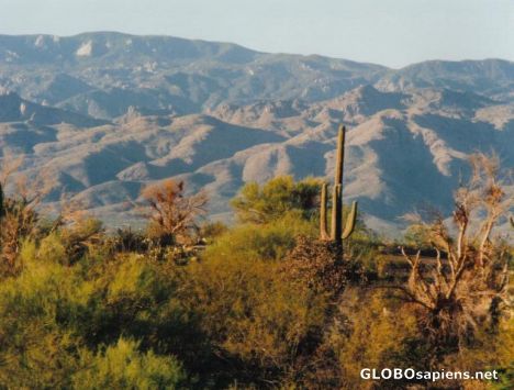 Postcard Saguaro National Park