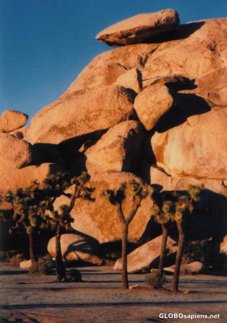 Postcard Joshua Tree National Park