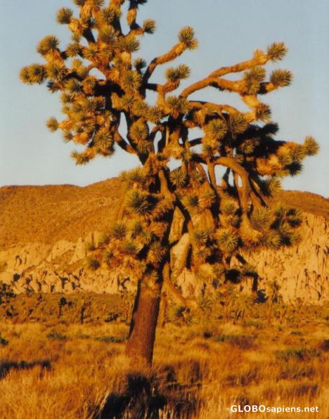Postcard Joshua Tree National Park
