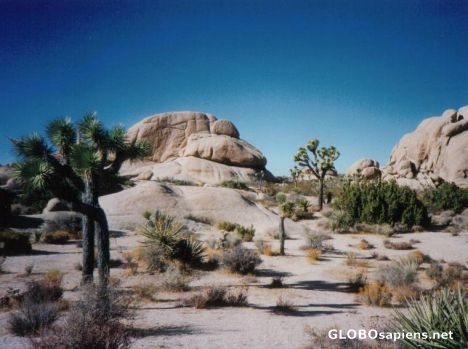 Postcard Joshua Tree National Park