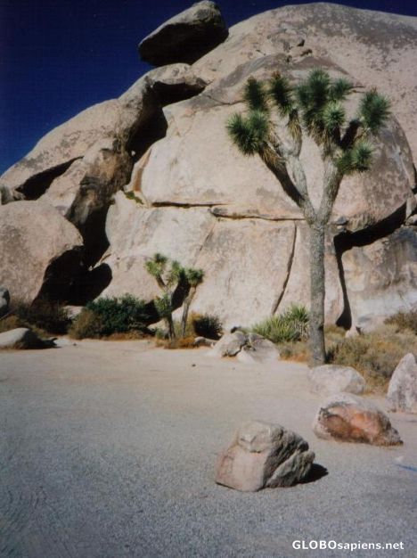Postcard Joshua Tree National Park
