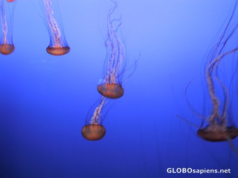 Postcard Magic Jelly Fish