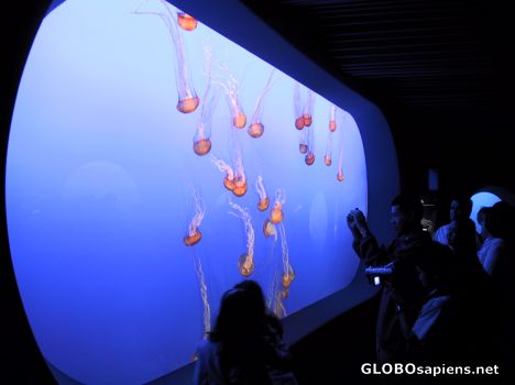 Postcard Monterey Jelly Fish Aquarium