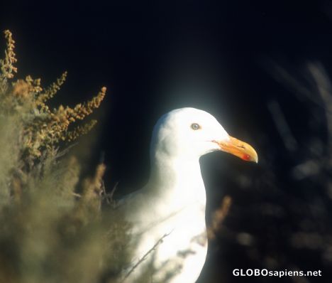 Postcard Sea Gull