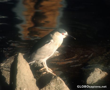 Postcard Heron