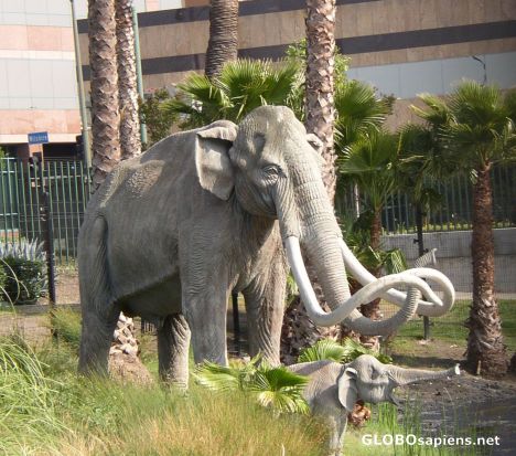 Postcard elephant