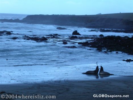 Postcard Elephant Seal Rookery, Piedras Blancas