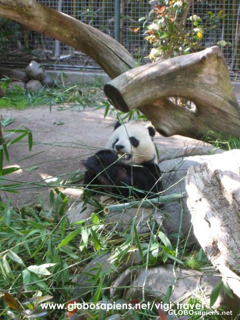 Postcard San Diego Zoo