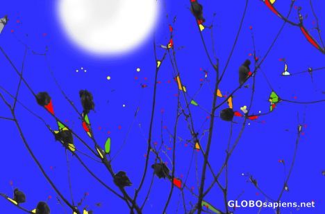 Postcard moon birds
