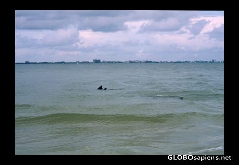 Postcard Dolphins off Sanibel Island
