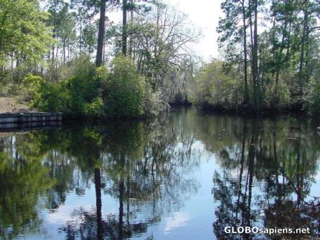 Postcard Okefenokee Swamp
