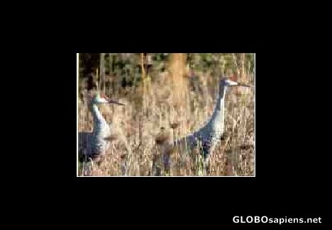 Postcard Sandhill Crane