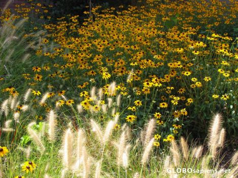 Postcard Black eye Susan (Rubbekia hirta)
