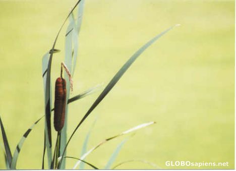 Cattail