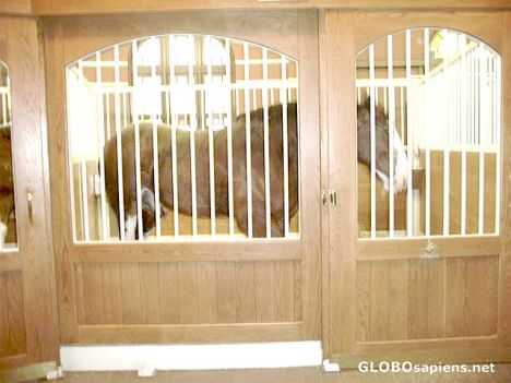 Postcard Busch Clydesdale