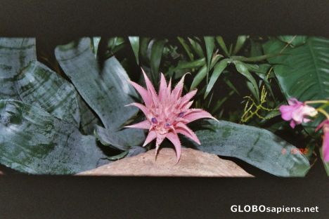 Postcard Tropical flower in Las Vegas?