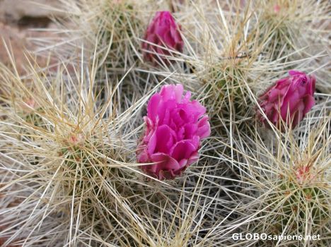 Postcard Cactus Flowers