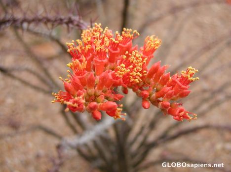 Postcard Desert Flowers