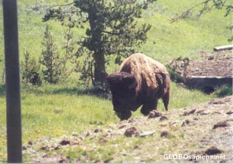 Postcard Grazing by the Road