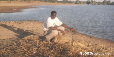 Postcard sitting on a croc