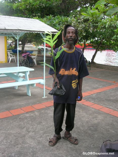 Postcard Excuse me mister Rastafari, is that marihuana?