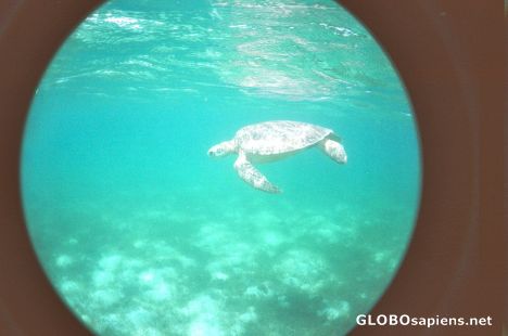Postcard Green Turtle Through Fish Eye Camera